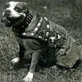 Stubby dans son uniforme taillé sur mesure et ses décorations.
